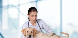 Countdown for dog owners & breeders