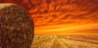 Failure to renew the authorisation of Glyphosate will deliver a killer blow to tillage farming – Dunne