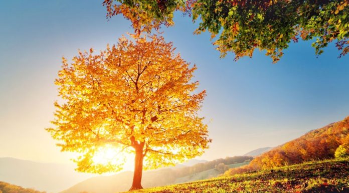 Three deaths caused by another’s suicidal panic