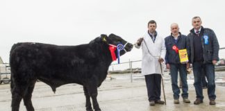 Irish Angus Munster Branch members hold premier sale at Kilmallock Mart