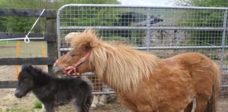 Adorable Falabella foal born in Tallow