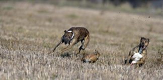 O’Keeffe comes out in support of hare coursing in Ireland