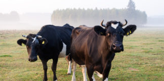 Minister Creed must call factories to order on beef