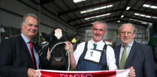 All Eyes on Cork Cows at this year’s Baileys Cow Contest in Cavan