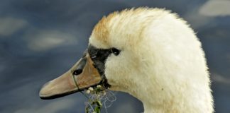 Swan nursed back to health after fishing incident