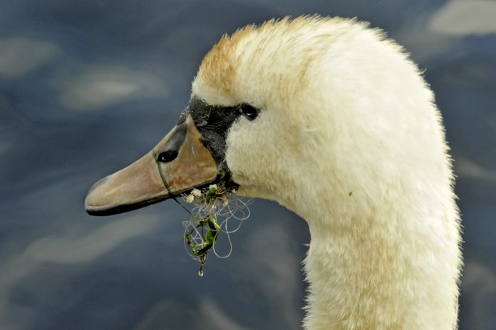 Swan story