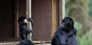 New baby on show at Fota