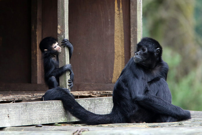 Baby-monkey@08-08-2016-15:51:55.jpg