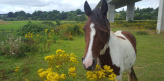 ‘Ragwort under motorway flyover must be addressed immediately’
