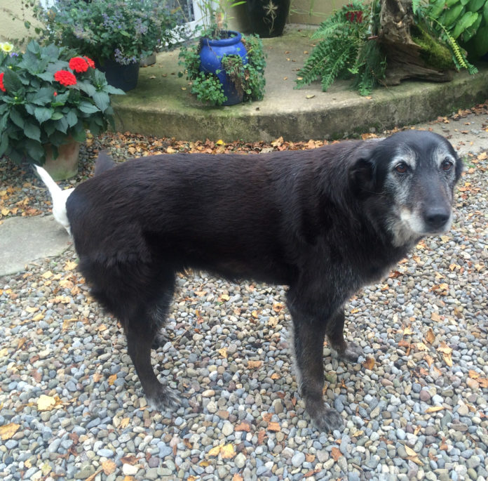 Dog missing@07-09-2016-11:14:42.jpg