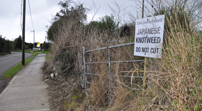 Knotweed must be eradicated from Mitchelstown site before housing project commences