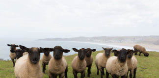Over 100 sheep stolen – €2,000 reward offered