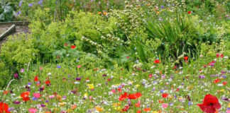 No date yet for the reopening of Annes Grove Estate