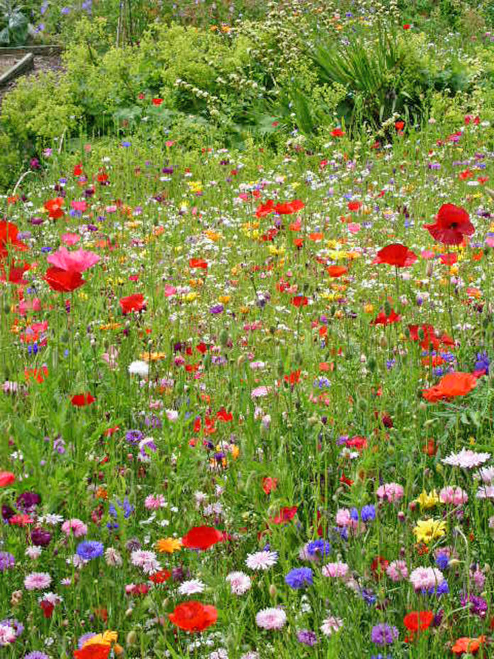 Annesgrove Garden web 2@24-01-2017-14:55:52.jpg