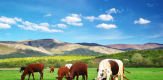 Bord Bia figures shows our ‘unique exposure to Brexit’