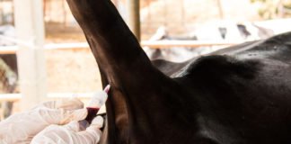 Regional Veterinary Laboratories are a vital support for farmers
