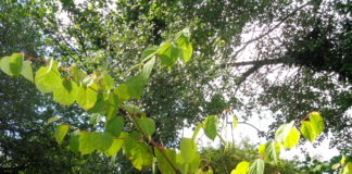 Council treating scores of areas affected by Japanese Knotweed