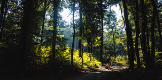 Irish forest industries to create thousands of rural jobs