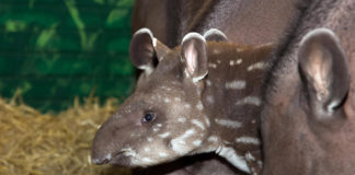 Baby Brazilian Tapir arrives at Fota Wildlife Park