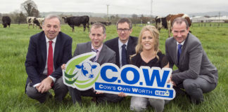 The COW ranks your dairy cows in seconds!