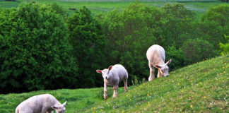 Lamb prices reach €5/kg with strong market demand – IFA