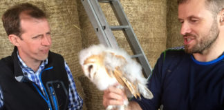 Local farmer features on RTE after discovering barn owl chicks
