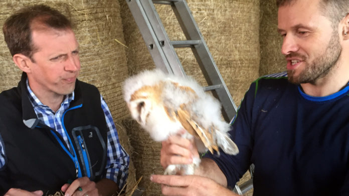 Noonans Farm Fermoy Barn owl 1920px@22-11-2017-13:52:57.jpg