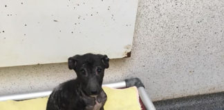 LAW save three puppies in appalling state