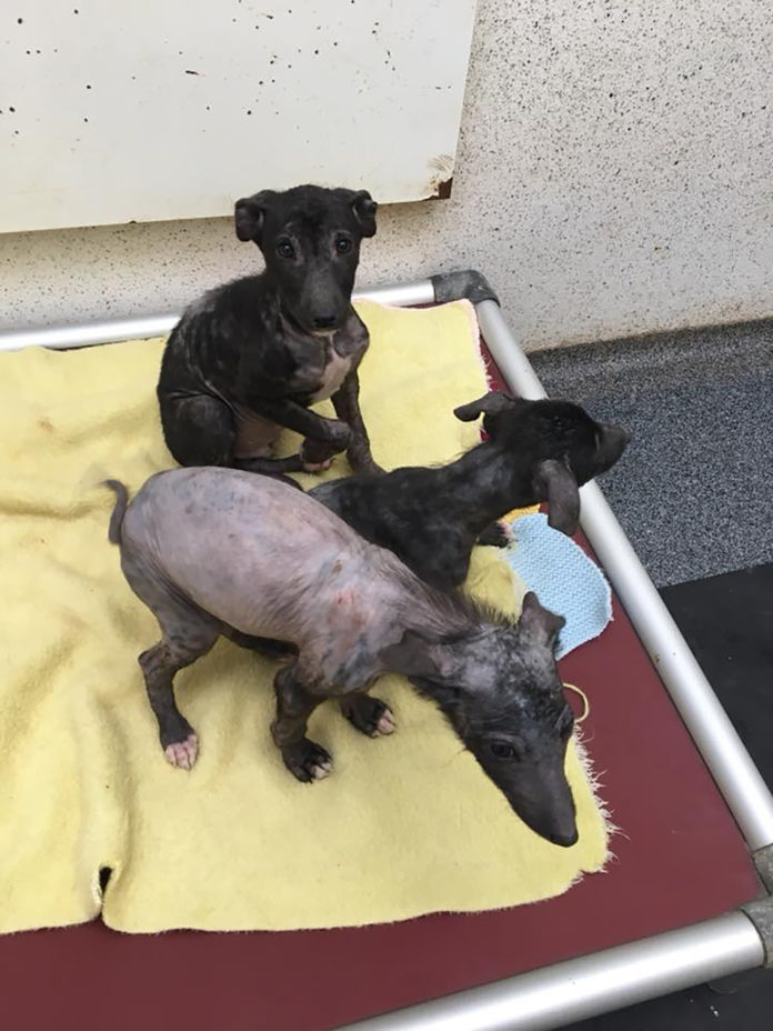 Lurcher Pups 1920px@31-01-2018-21:12:26.jpg