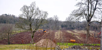 Diseased ash trees get the chop