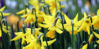 Irish Cancer Society seeks vital volunteers for Cork Daffodil Centres