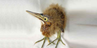 Attempt to capture rare visitors to Fermoy