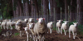 Lamb market continues to strengthen – IFA