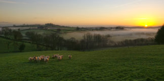 Minister Creed ignoring sheep farmers by imposing compulsory electronic tagging – IFA