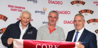 Countdown is on for Ireland’s top dairy cow contest