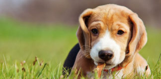 Cork County Council reminds dog owners to check in with their pets