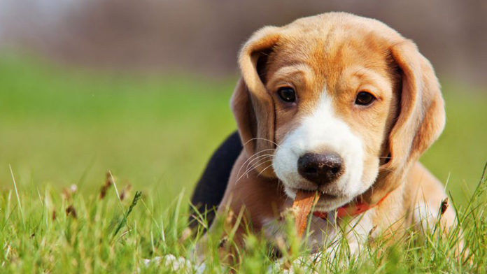 Dog In Grass Web Stock 1920px@29-08-2018-18:12:51.jpg