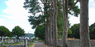Cllr claims someone could be ‘hurt or killed’ by unsafe trees