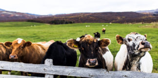 Dairy outlook for spring 2019 more positive than some Co-ops suggest – Phelan