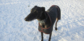 ISPCA pet care tips and advice during cold weather