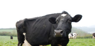 Department to provide farmers with Bovine TB Herd History risk statement and report
