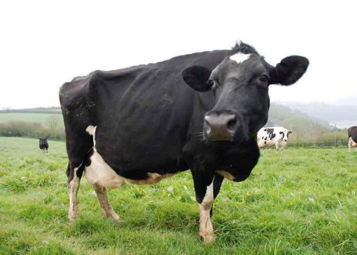 Cattle TB Stock 1920px@02-01-2019-19:26:27.jpg