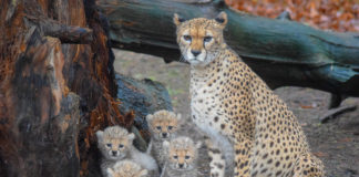 Four Northern cheetah cubs born at Fota Wildlife Park