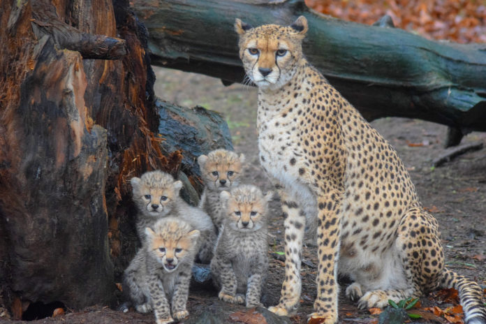 Fota Wildlife Cubs@31-12-2018-17:51:42.jpg