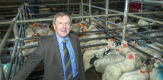 Minister Creed announces the opening of Year 3 of the Sheep Welfare Scheme