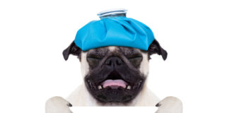 Nearly half of Ireland’s workers ‘pull a sickie’