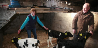 Triplets born on Kilworth farm