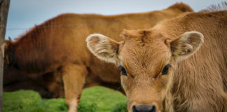 ‘Rearing To Go’ at Corrin Mart