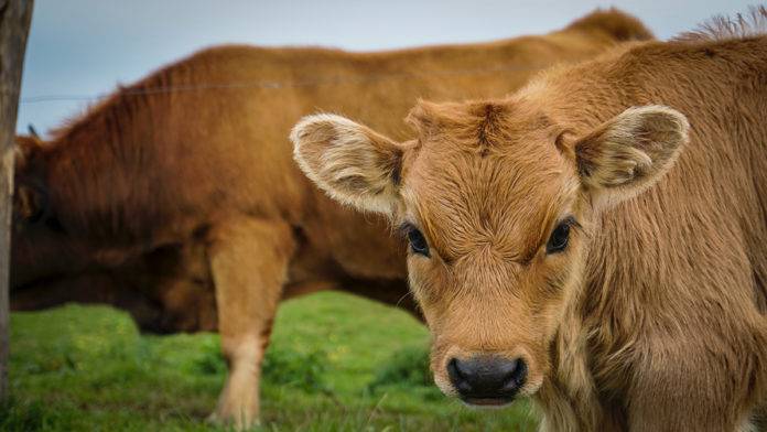 Stock Calf 1000px@27-02-2019-14:00:03.jpg