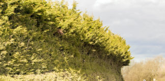 Out of season hedge cutting highlighted